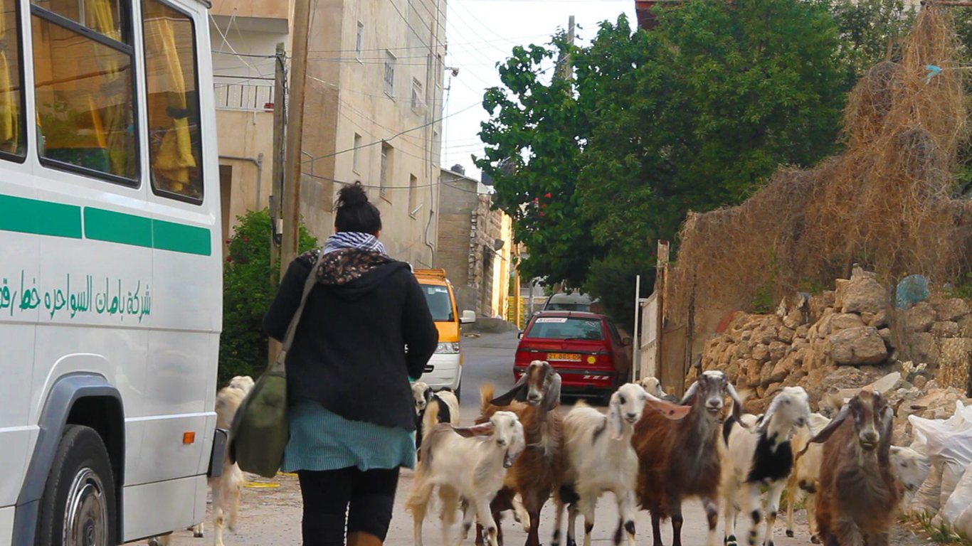 School Sheep Resized for Website